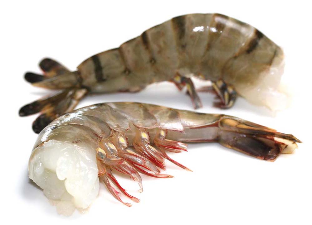 Shrimps Black Tiger